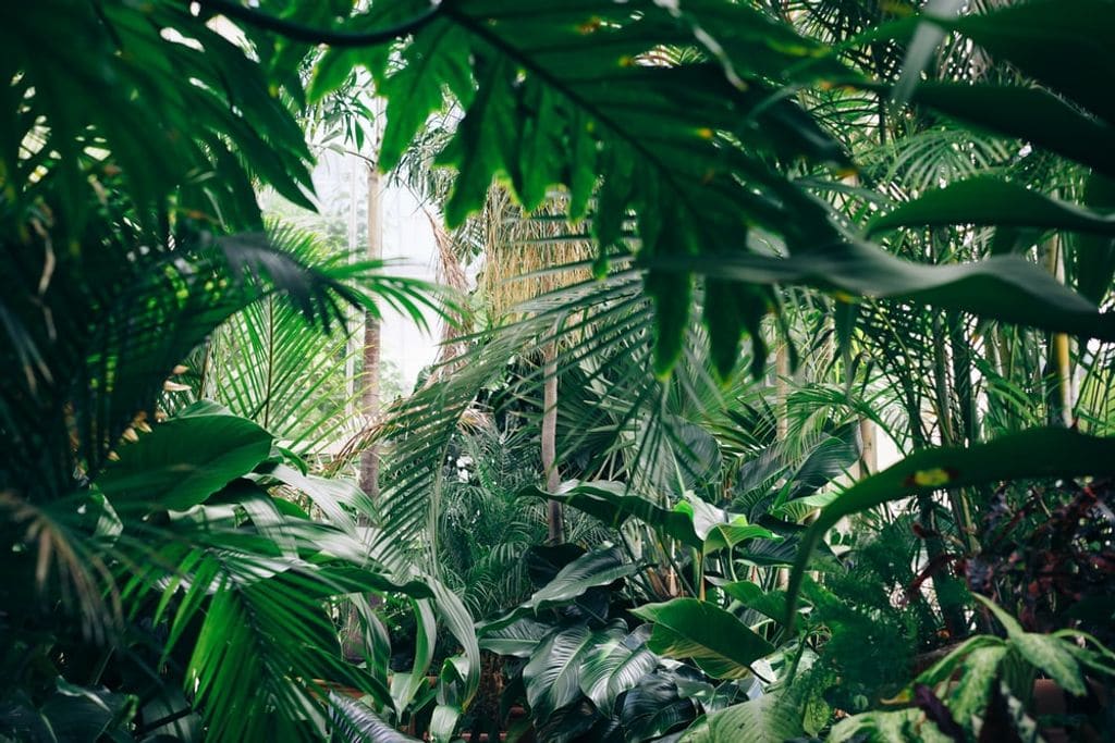 Living Earth Medicine Retreat – Ayahuasca & Huachuma Intensive