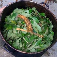 8-day Authentic Shaman & Ayahuasca Retreats with Dr. Sanango