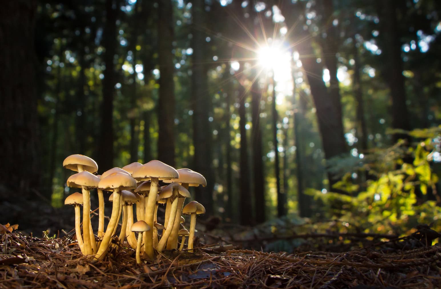 MushroomsDARK