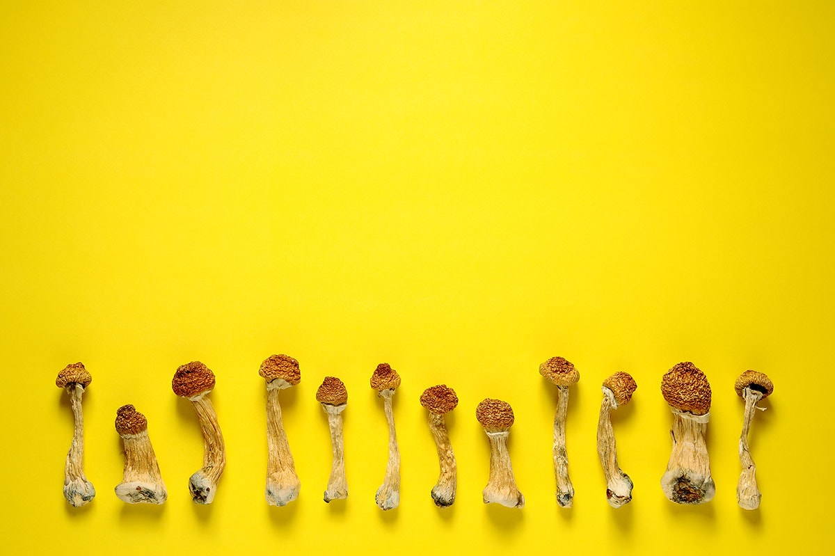 Psilocybin Mushroom microdosing 1