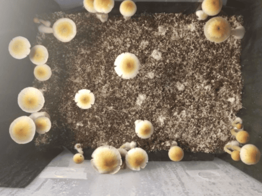 Mushroom Grower’s Workshop Retreat With Darren Springer