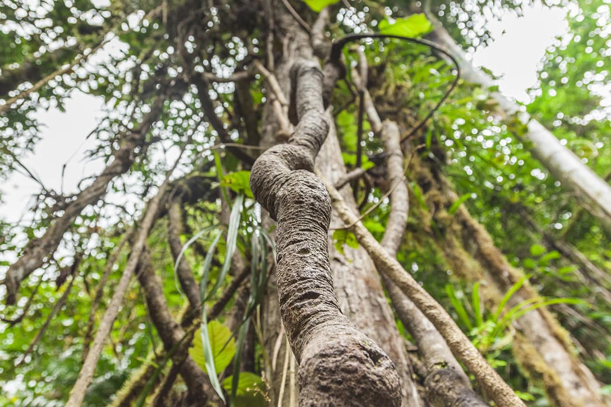 ayahuasca sustainability crisis