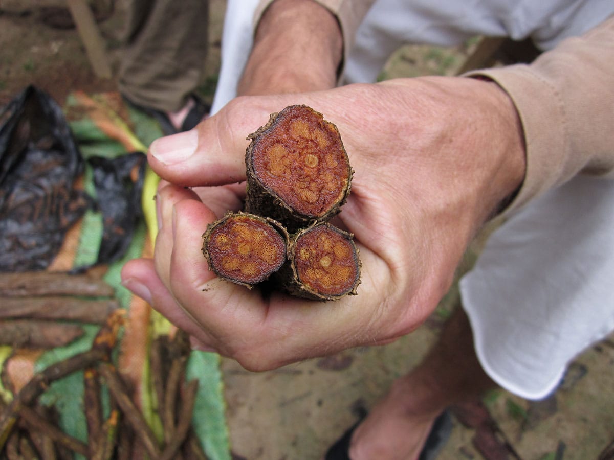 ayahuasca vine