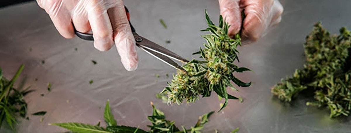cannabis cancer treatment