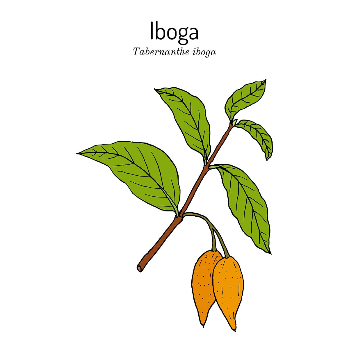 microdose iboga ibogaine