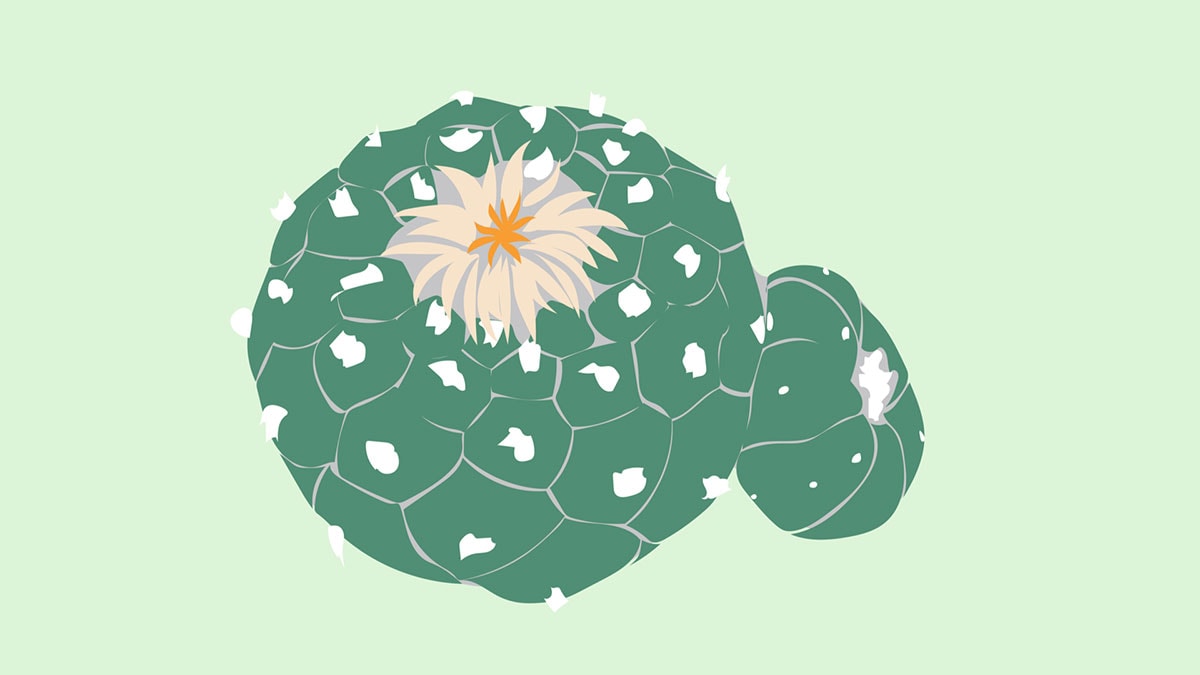 peyote in crisis