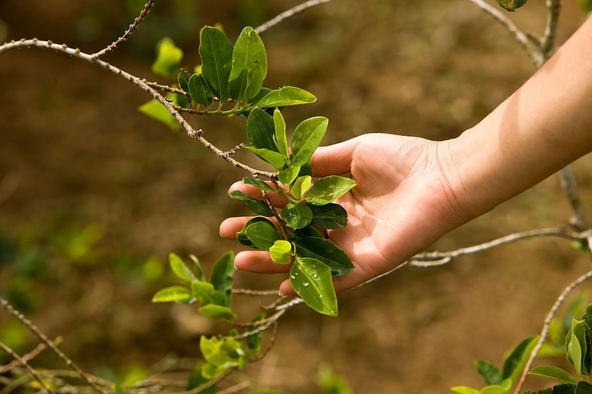 plant medicine coca
