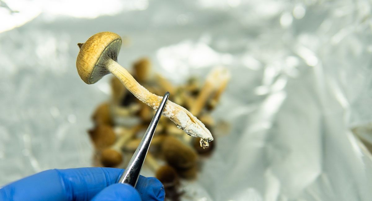 psilocybin therapy intro