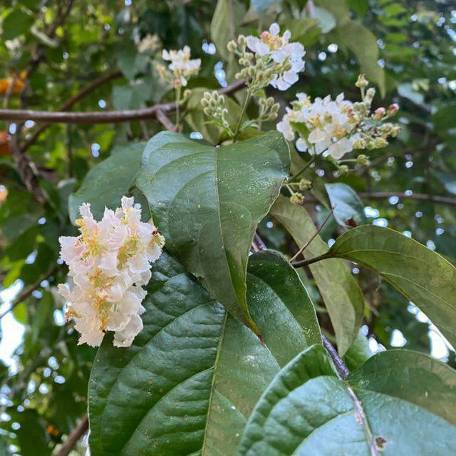 Experiential Healing with Plant Medicine & Community for male-identifying folks
